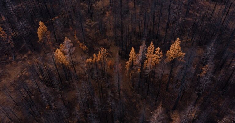How Are the World’s Trees Doing? A New Assessment Has Answers.